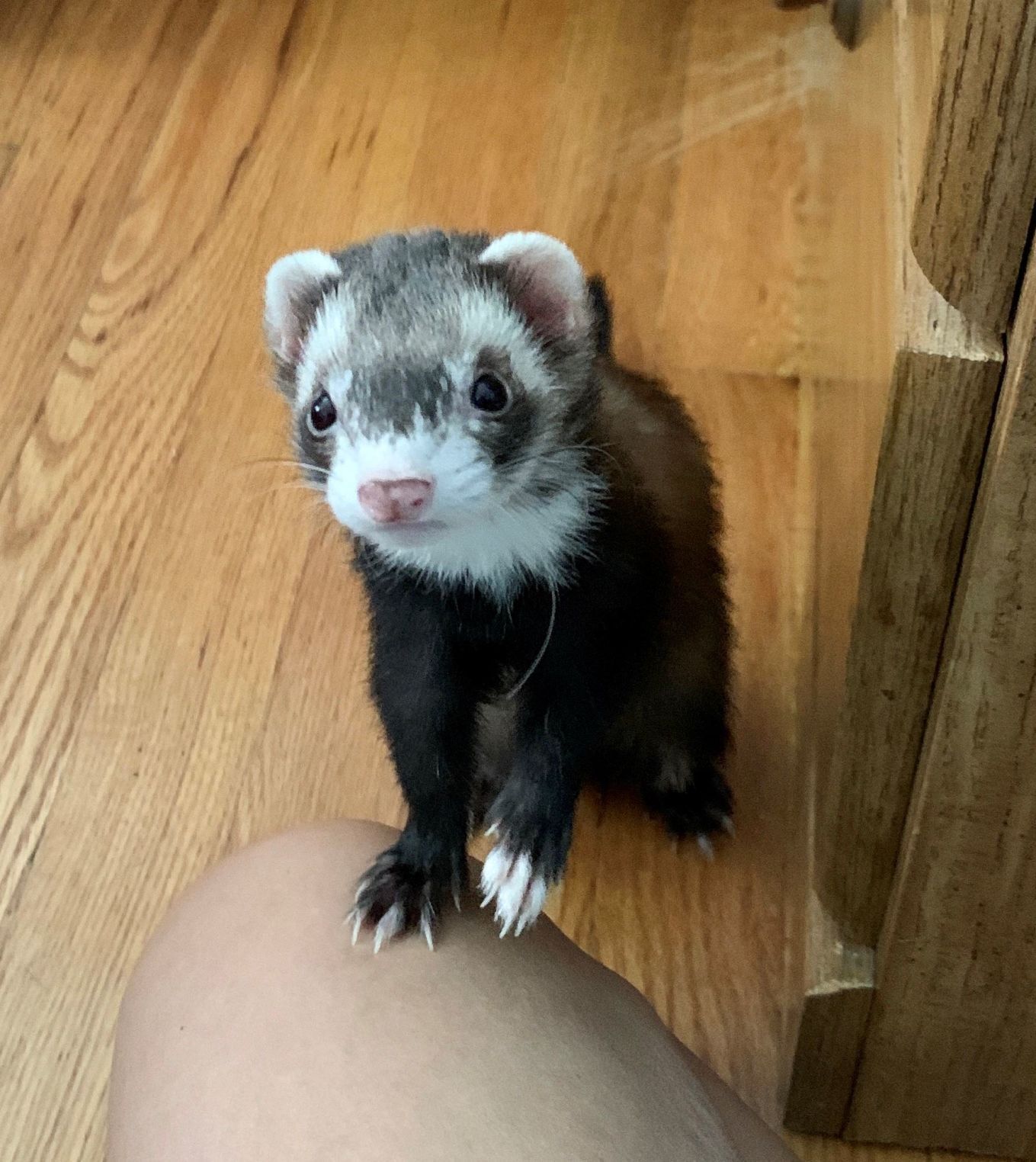 Wanna play?